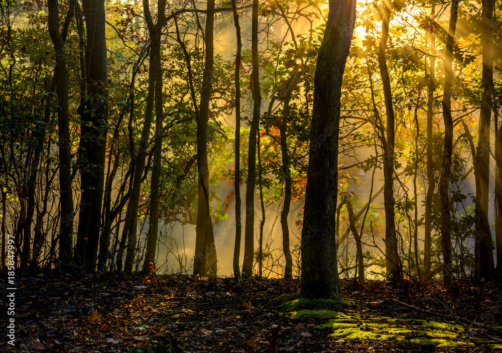 Beautiful morning background in late October forest with visible sun rays in a light haze