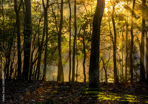 Beautiful morning background in late October forest with visible sun rays in a light haze