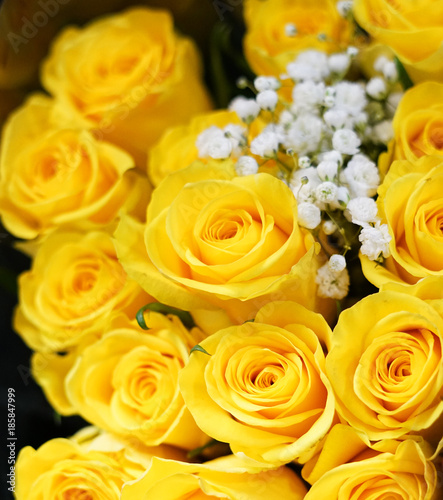 Flower background of yellow rose 
