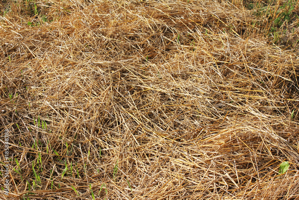 Straw on the field after harvest Straw on the field after harvest