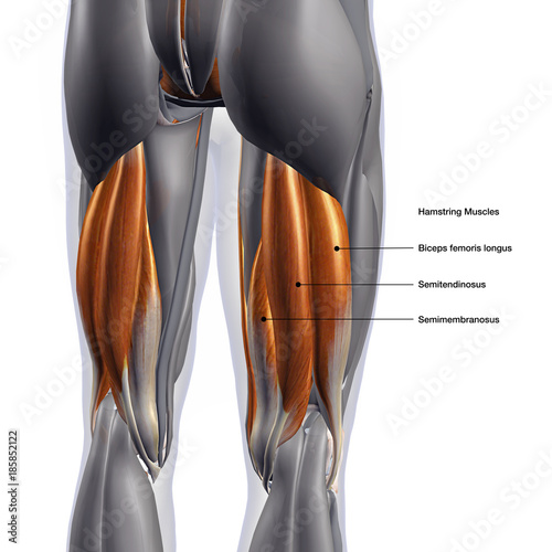Hamstring Muscles Labeled, Male Posterior on White Background photo