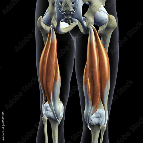 Hip Bones and Hamstring Muscles Isolated, Male Posterior on Black