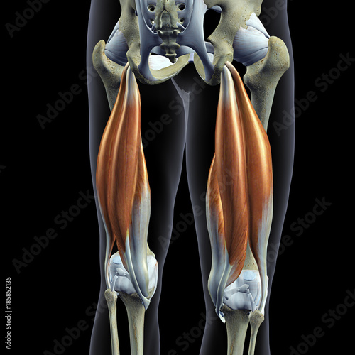 Foto Hip Bones and Hamstring Muscles Isolated, Male Posterior on Black