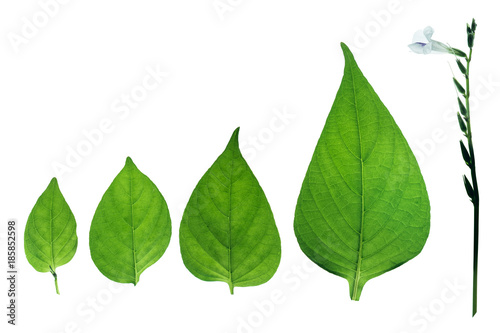 Group of Green leaf with Flower stem. Isolated on a white