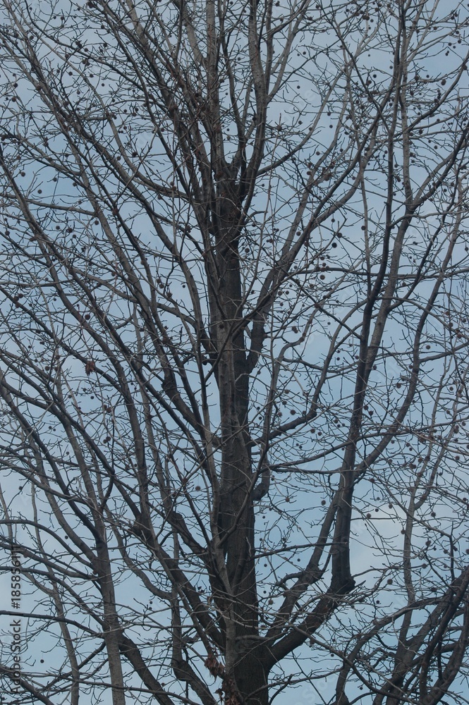 Pigeons Pigeons