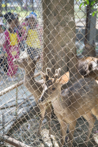 Young deer behind a fence in zoo park