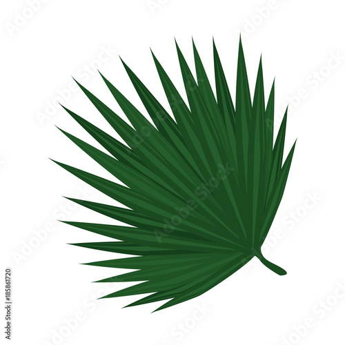 tropical palm leaf icon