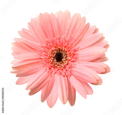Pink daisy on white background © ImagesMy