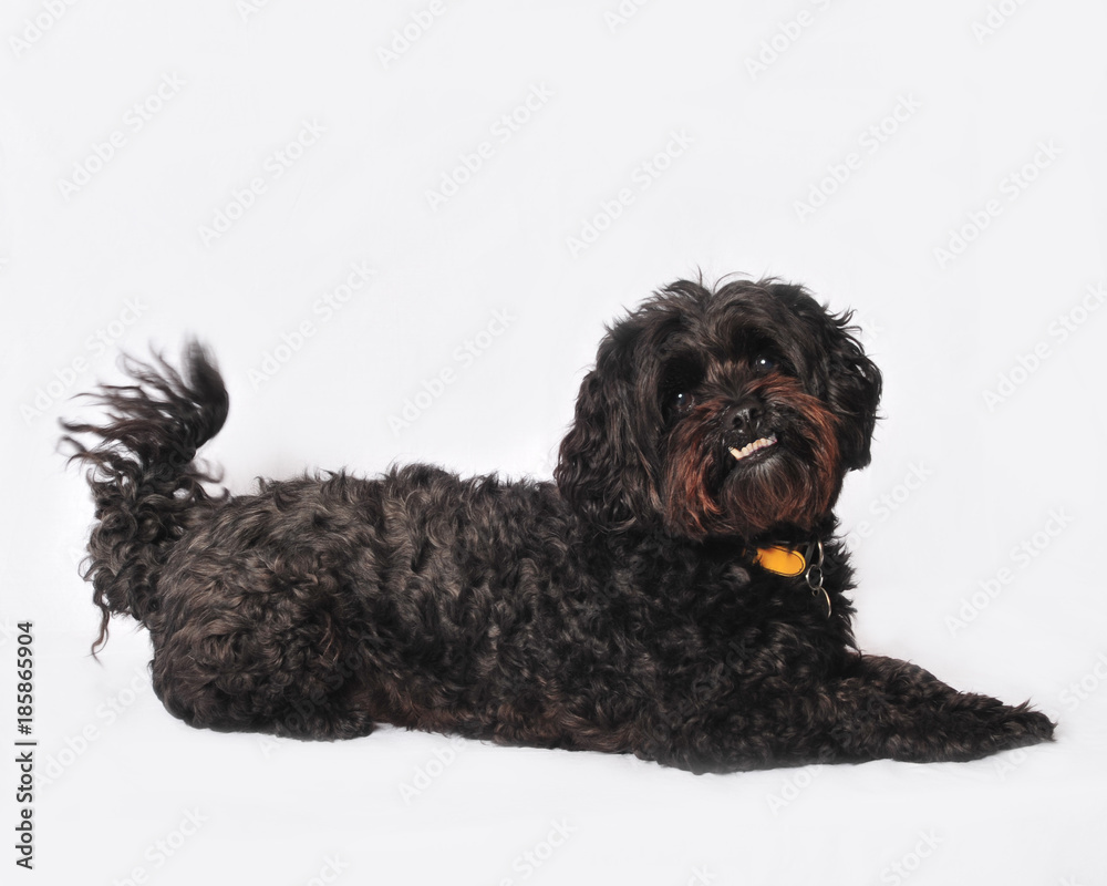Black Velvet Bow Tie Collar – The Foggy Dog