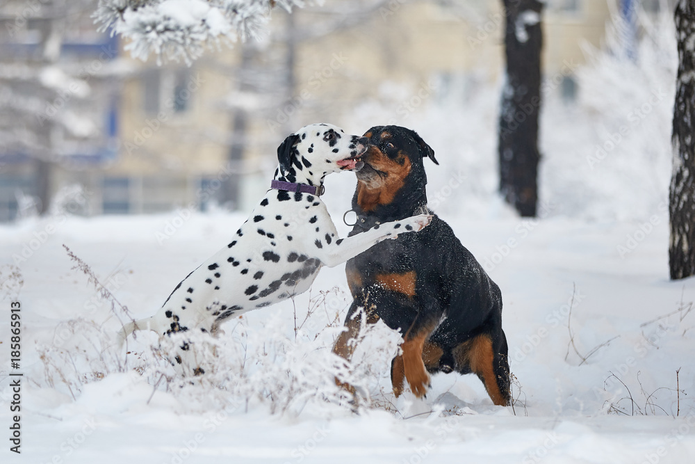 Dalmatian and rottweiler playing in the snow.
