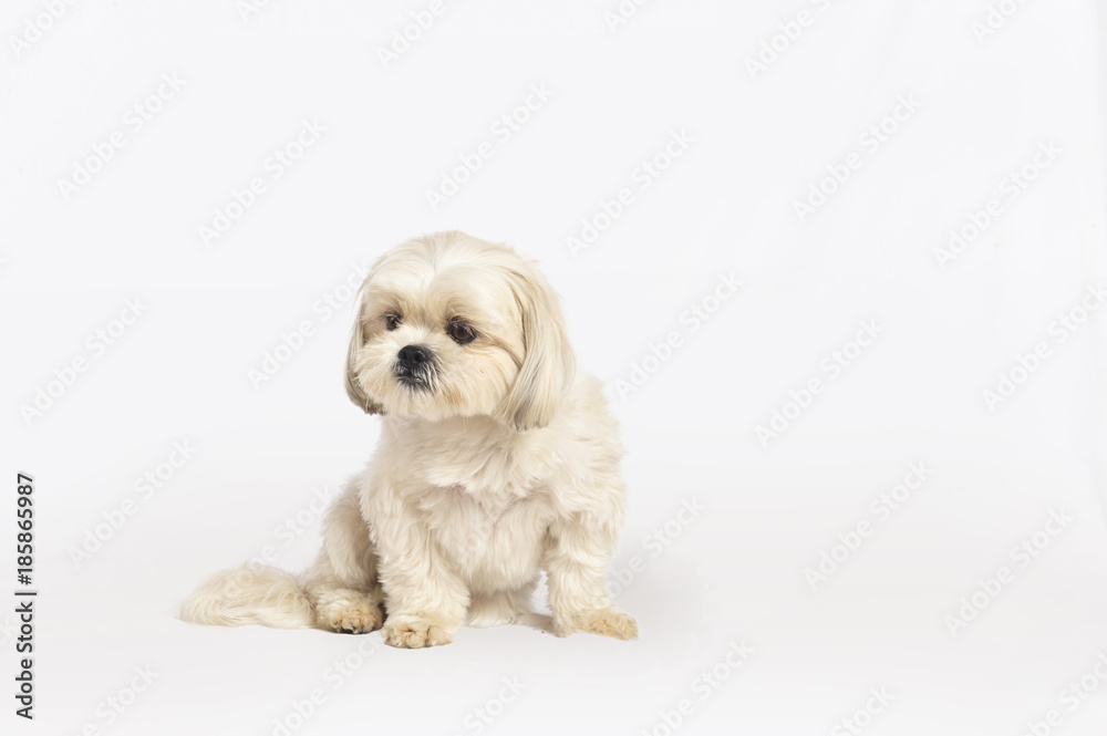 Maltese Shih-Tzu Dog Maltese Shih-Tzu Dog