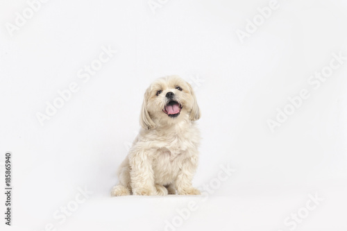 Maltese Shih-Tzu Dog