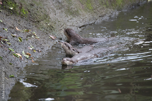otter in Taipei city zoo in summer