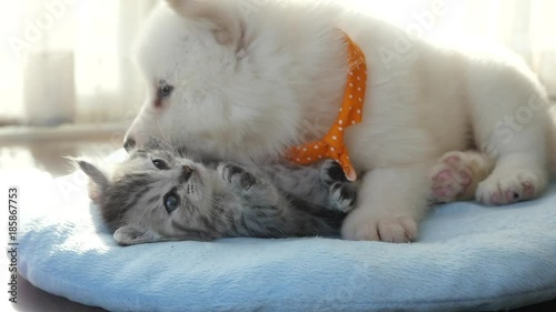 Cute tabby kitten and siberian husky playing on the bed slow motion 
