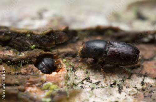 White beech bark beetles, Scolytus carpini on wood