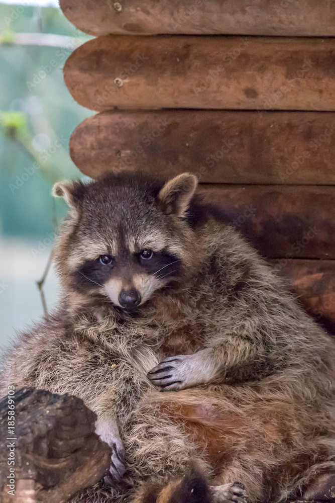 Obraz premium Waschbär in Action