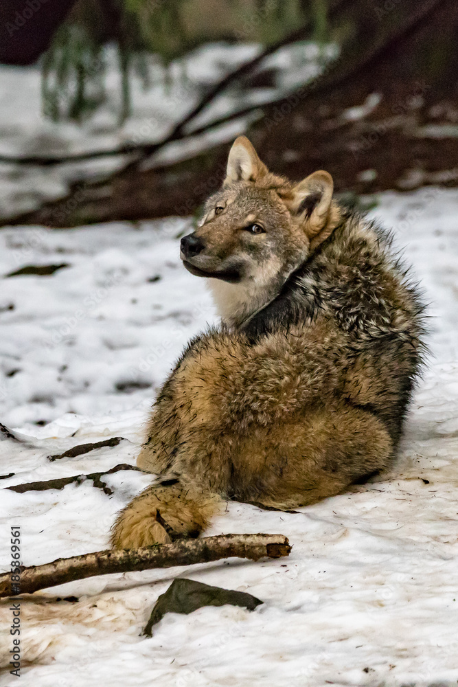 Naklejka premium Heute sind die Wölfe sehr aktiv