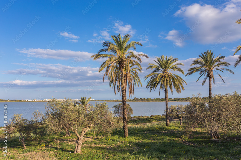 coconut palm trees with blue sky coconut palm trees with blue sky
