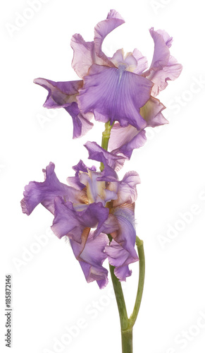 Fototapeta Naklejka Na Ścianę i Meble -  iris flower isolated