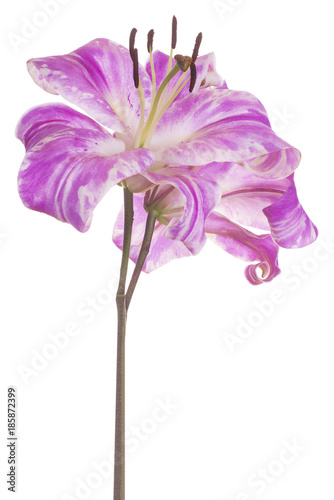 Fototapeta Naklejka Na Ścianę i Meble -  lily flower isolated