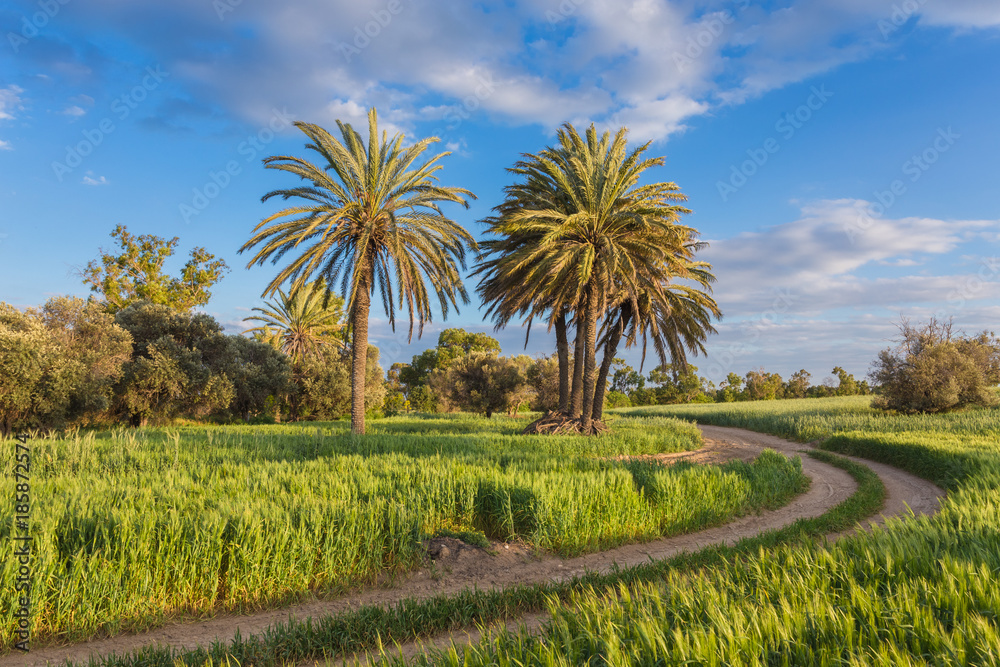 Obraz premium Palm trees with among wheat field before. Larnaca