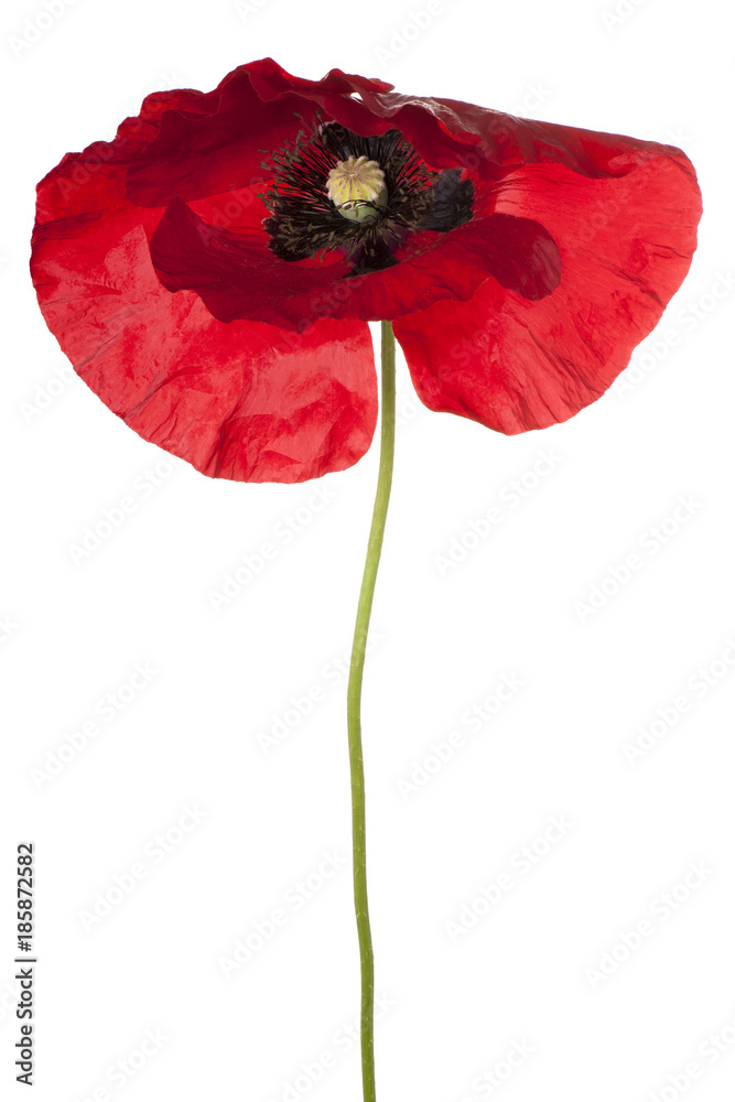 Fototapeta premium poppy flower isolated
