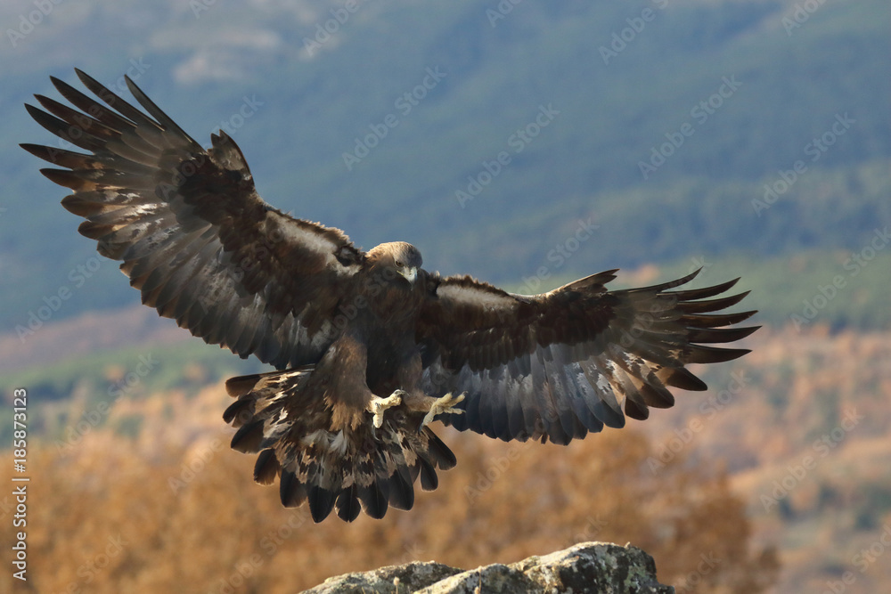 Obraz premium Golden eagle