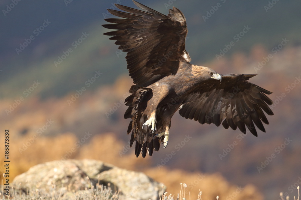 Obraz premium Golden eagle