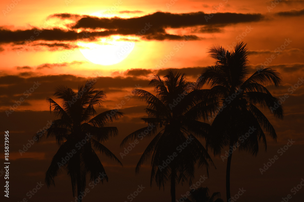 Sunrise with Coconut plam trees.