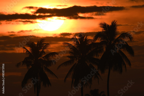 Sunrise with Coconut plam trees.