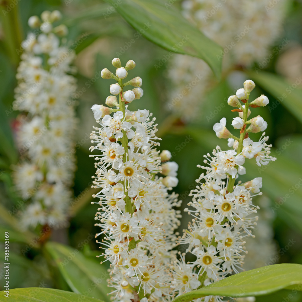 Kirschlorbeer, Prunus laurocerasus, Blüten Stock Photo Adobe Stock