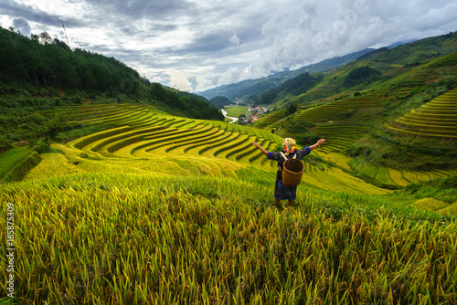 Terraced rice field in harvest season with ethnic minority woman on field in Mu Cang Chai, Vietnam.