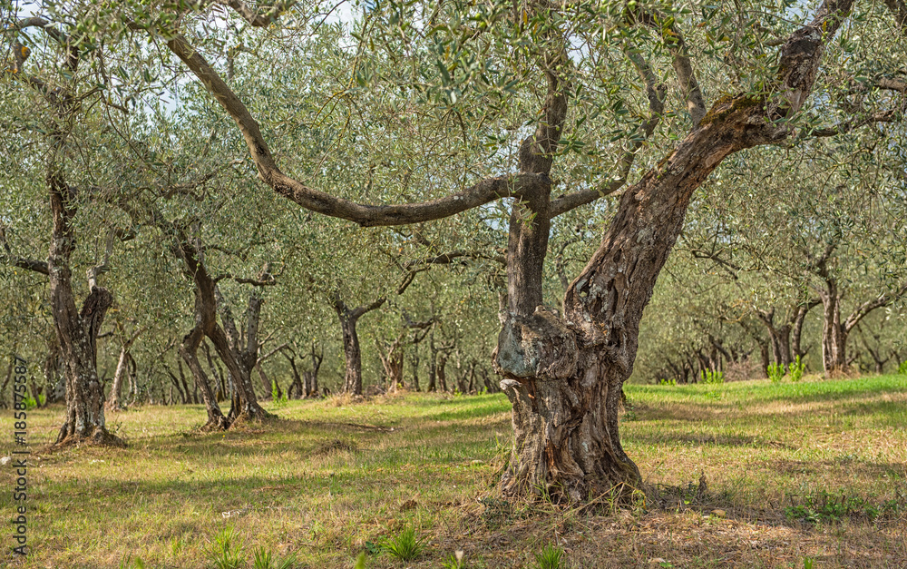 Olive trees in Tuscany, Italy Olive trees in Tuscany, Italy