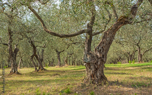 Olive trees in Tuscany  Italy