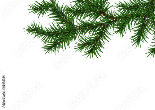 Pine Branch Isolated On White Background