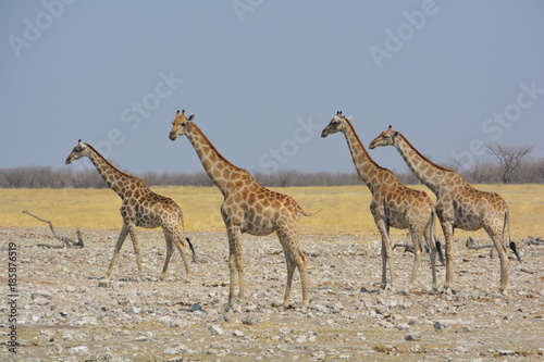 girafe © francois