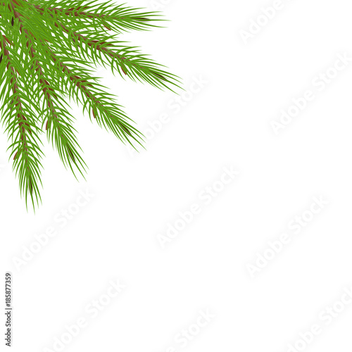tree branches in the corner. Green lush spruce or pine branch. © mlanaa