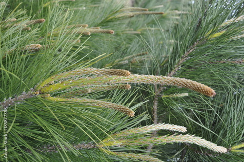 Radiata Pine Tree Closeup Redesdale Victoria Australia