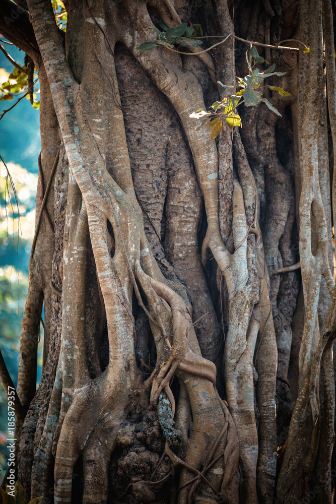 Close-up of trunk of Tree root of Indian Rubber Banyan Tree