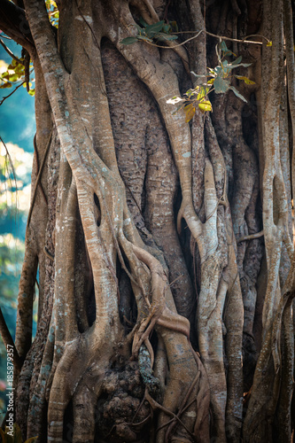 Close-up of trunk of Tree root of Indian Rubber Banyan Tree photo