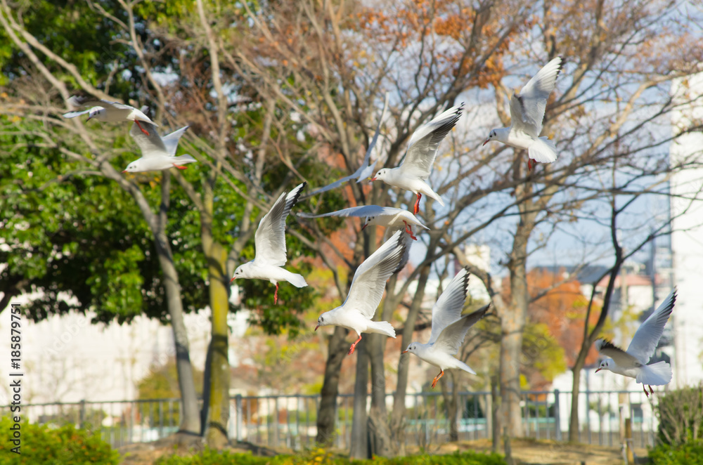 Obraz premium 羽ばたくユリカモメの群れ