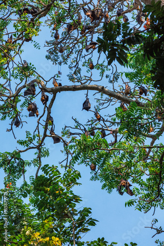 Many Bats hang on the tree - Flying Fox Pteropus giganteus sleeps in the daytime on a large tree. photo