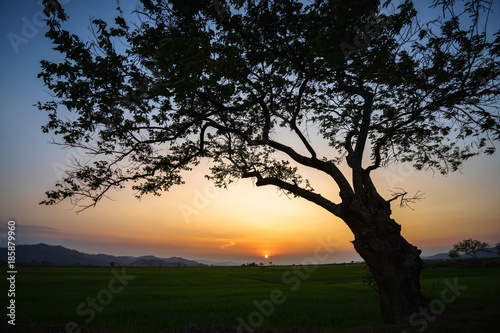 Silhouette of a big tree against sunset