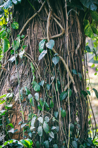 Close-up of trunk of Tree root with creepers of Indian Rubber Tree photo