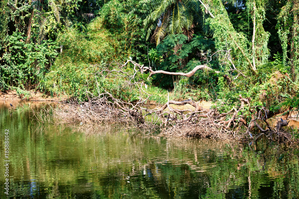 Evergreen flora around lake, trees and plants diversity in Trivandrum, Thiruvananthapuram Zoo Kerala India Evergreen flora around lake, trees and plants diversity in Trivandrum, Thiruvananthapuram Zoo Kerala India