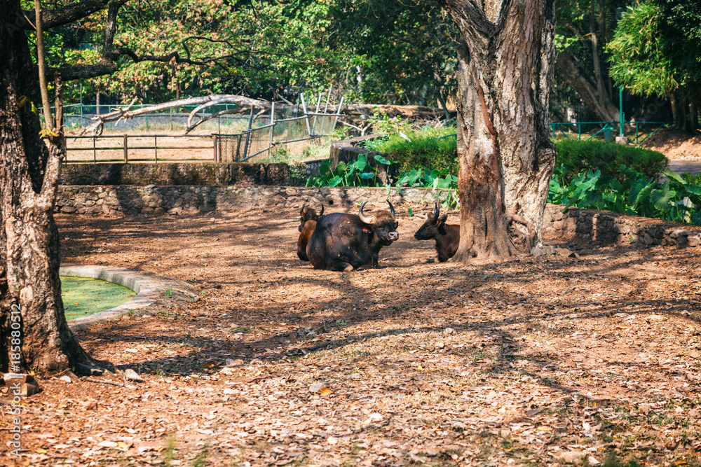 African or Cape buffalo, Bison Bison bison in Trivandrum, Thiruvananthapuram Zoo Kerala India African or Cape buffalo, Bison Bison bison in Trivandrum, Thiruvananthapuram Zoo Kerala India