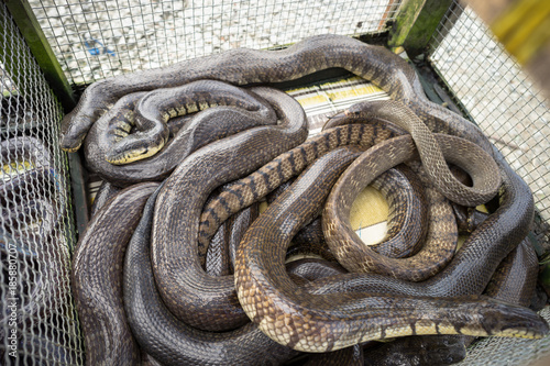 Snake in market sold in Mekong delta, South Vietnam