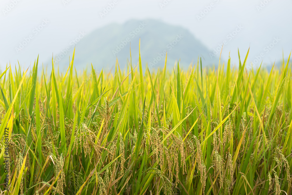Fototapeta premium Yellow rice paddy in field ready for harvest.