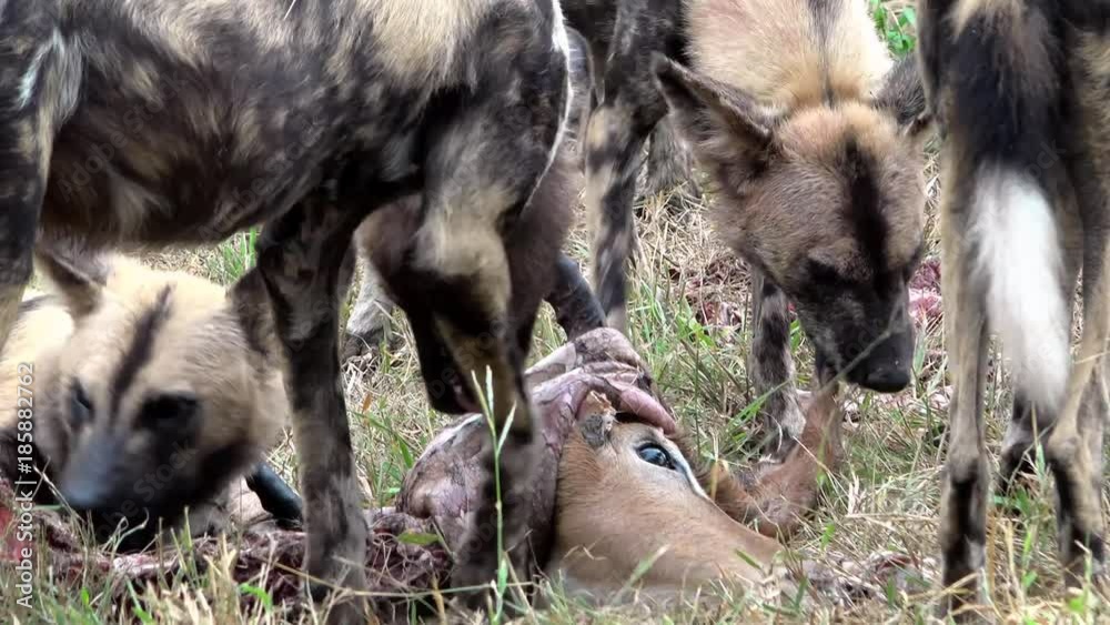 Pack of African wild dogs (Lycaon pictus) feeding on an impala Pack of African wild dogs (Lycaon pictus) feeding on an impala