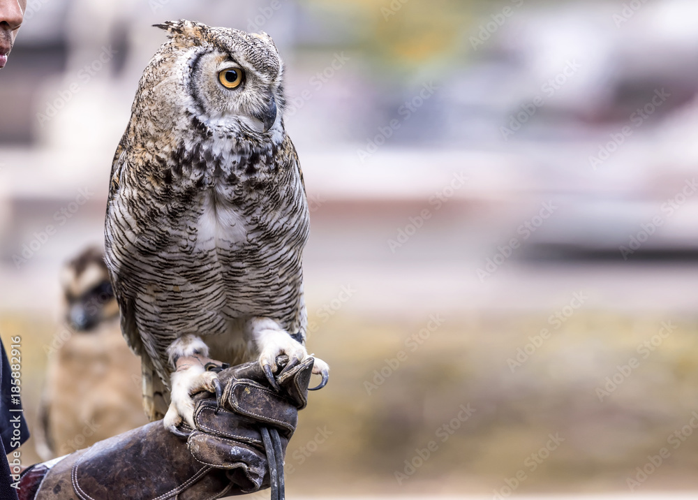 Obraz premium A big royal owl with grey and brown feathers sitting on hand with leather glove
